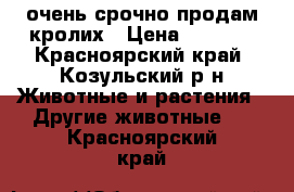 очень срочно продам кролих › Цена ­ 1 500 - Красноярский край, Козульский р-н Животные и растения » Другие животные   . Красноярский край